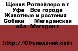 Щенки Ротвейлера в г.Уфа - Все города Животные и растения » Собаки   . Магаданская обл.,Магадан г.